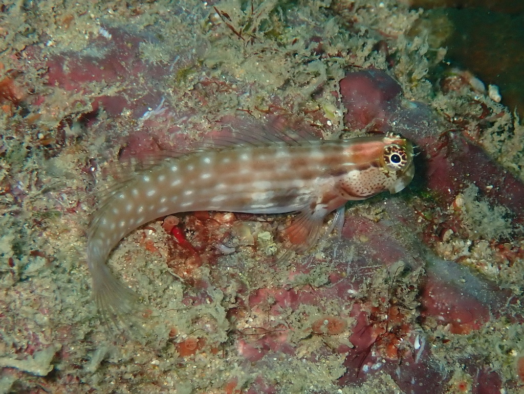 Nalolo Blenny