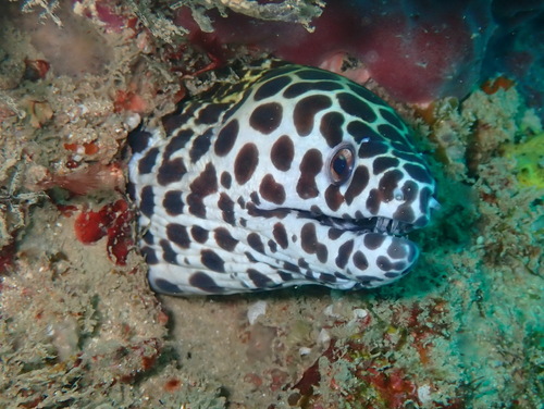 Honeycomb moray
