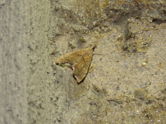 Glaphyriinae