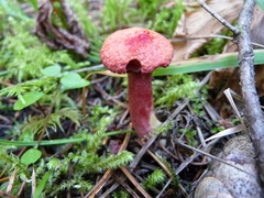 Suillus asiaticus