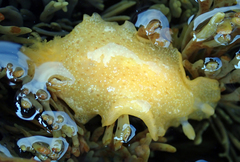 Dendrodoris citrina