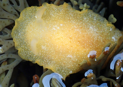 Dendrodoris citrina