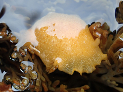 Dendrodoris citrina