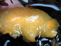 Dendrodoris citrina