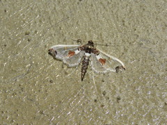 Neoleucinodes elegantalis