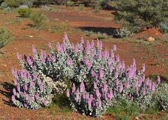 Ptilotus rotundifolius
