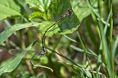 Pseudagrion hamoni
