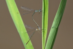 Lestes pallidus