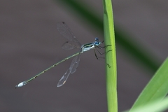 Lestes plagiatus