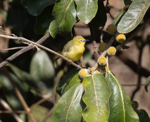 Southern Yellow White-eye (Zosterops anderssoni), photo 2
