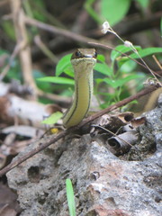 Psammophis orientalis