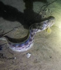 Ocean Pout photo 2