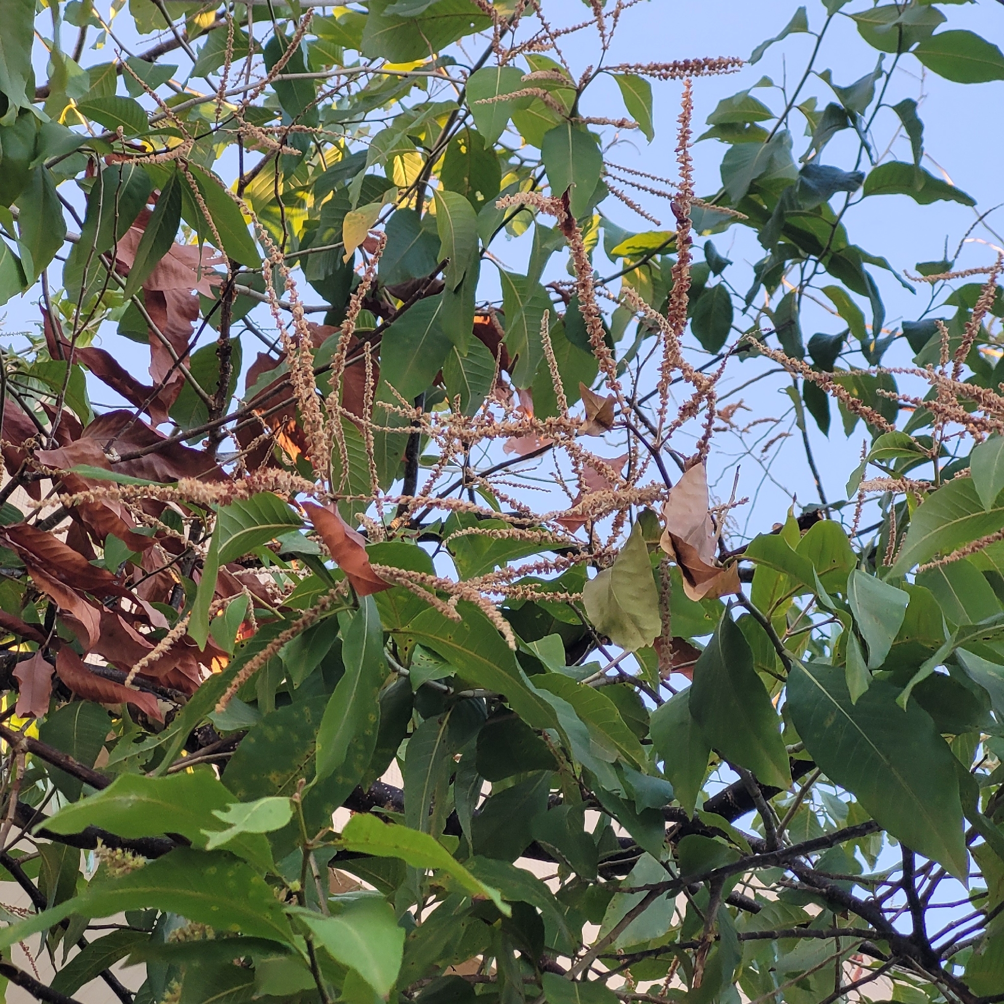 Triplaris gardneriana
