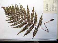 Athyrium sinense