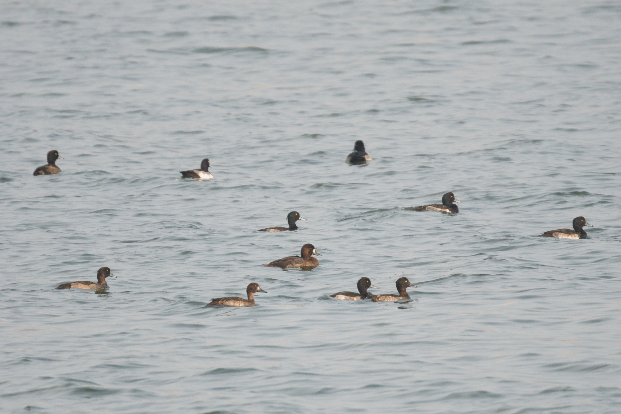 Greater Scaup