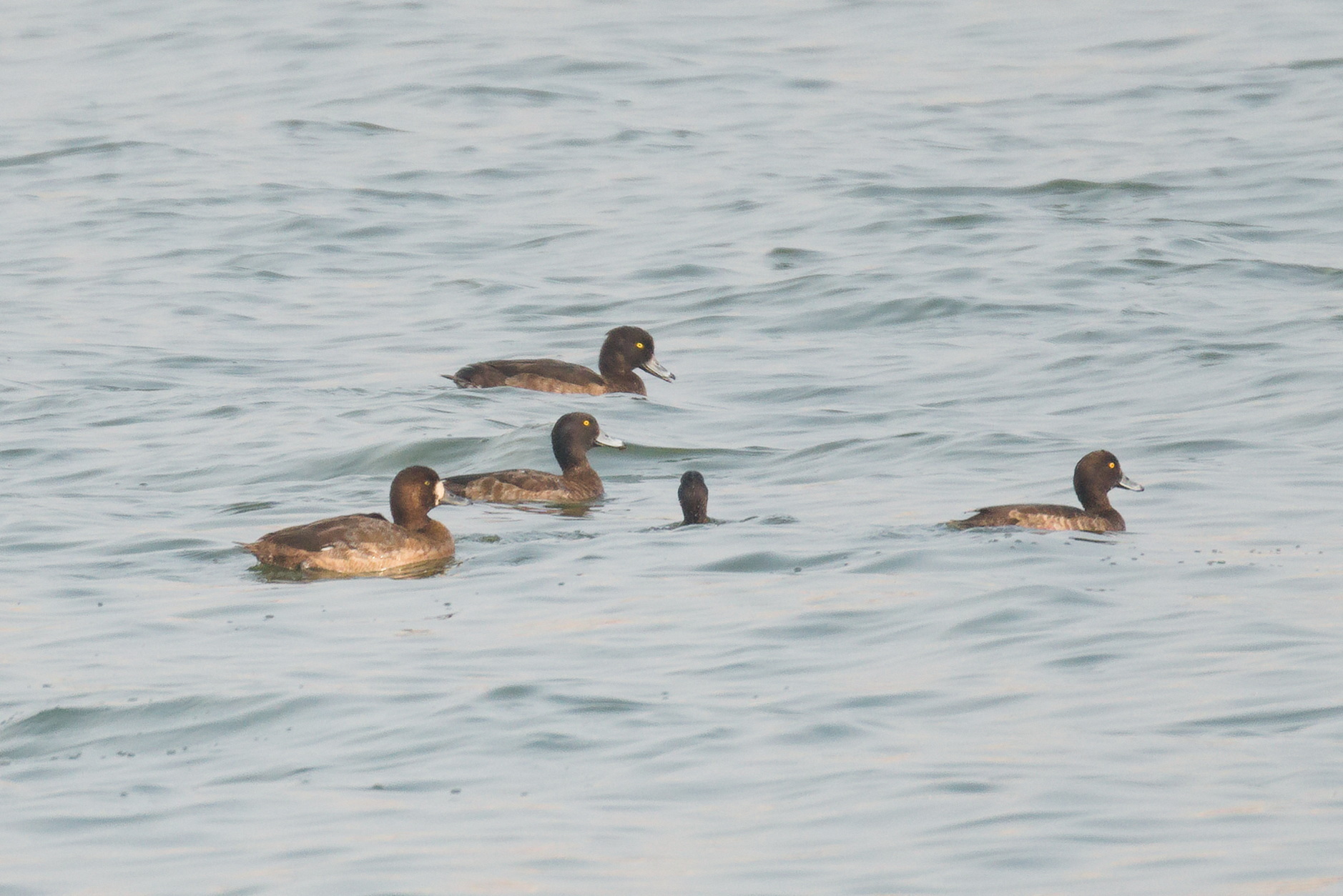 Greater Scaup