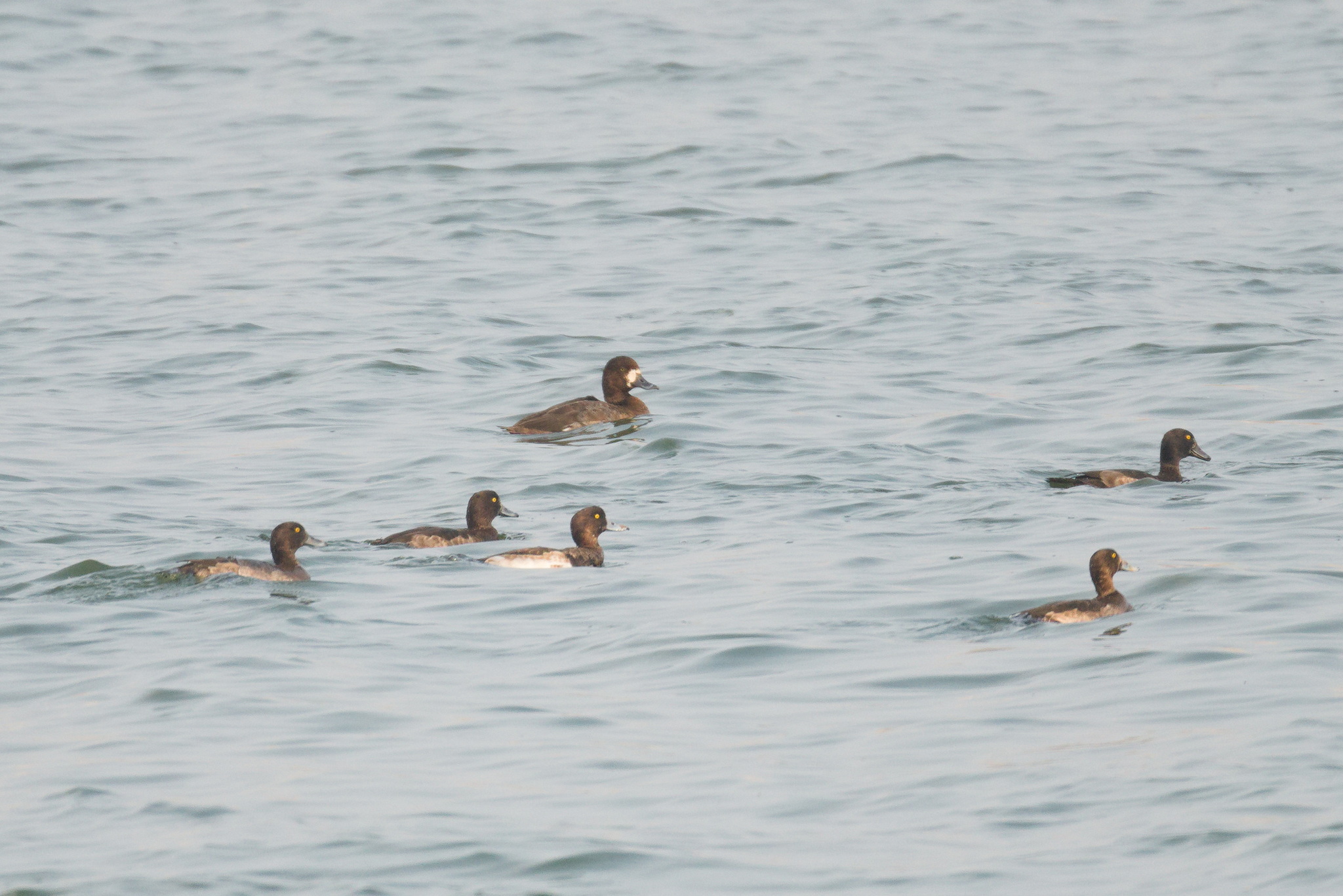 Greater Scaup