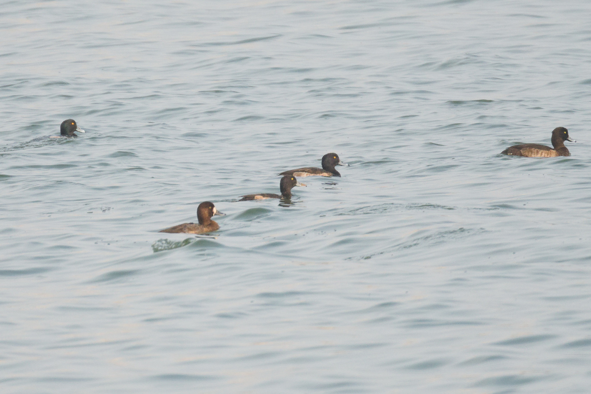 Greater Scaup
