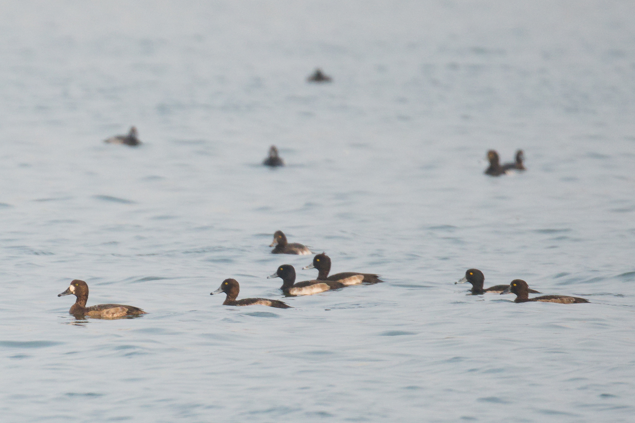 Greater Scaup