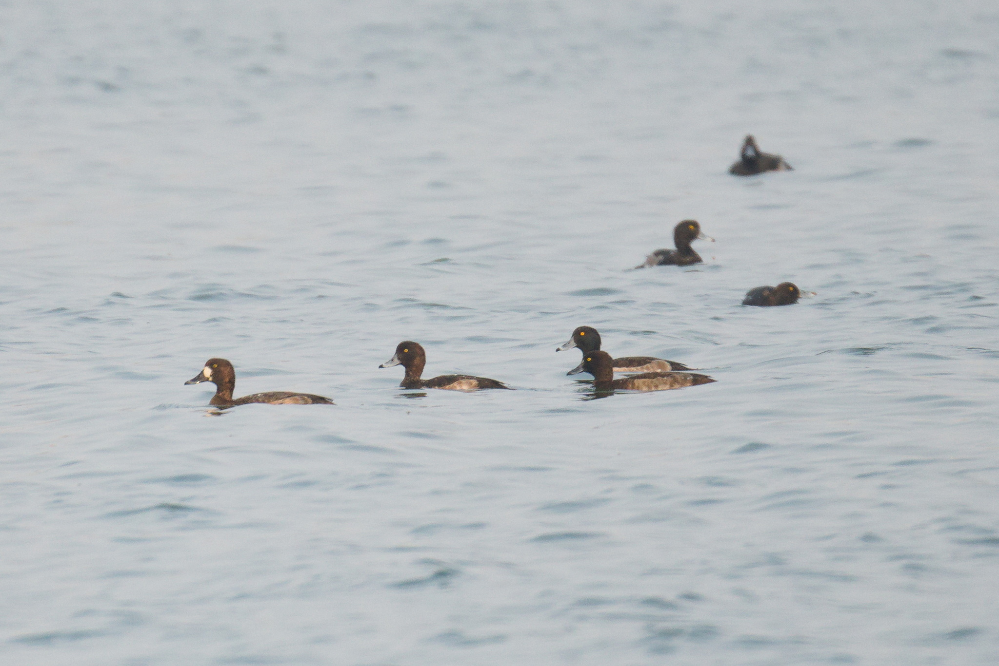 Greater Scaup