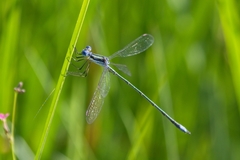 Lestes plagiatus