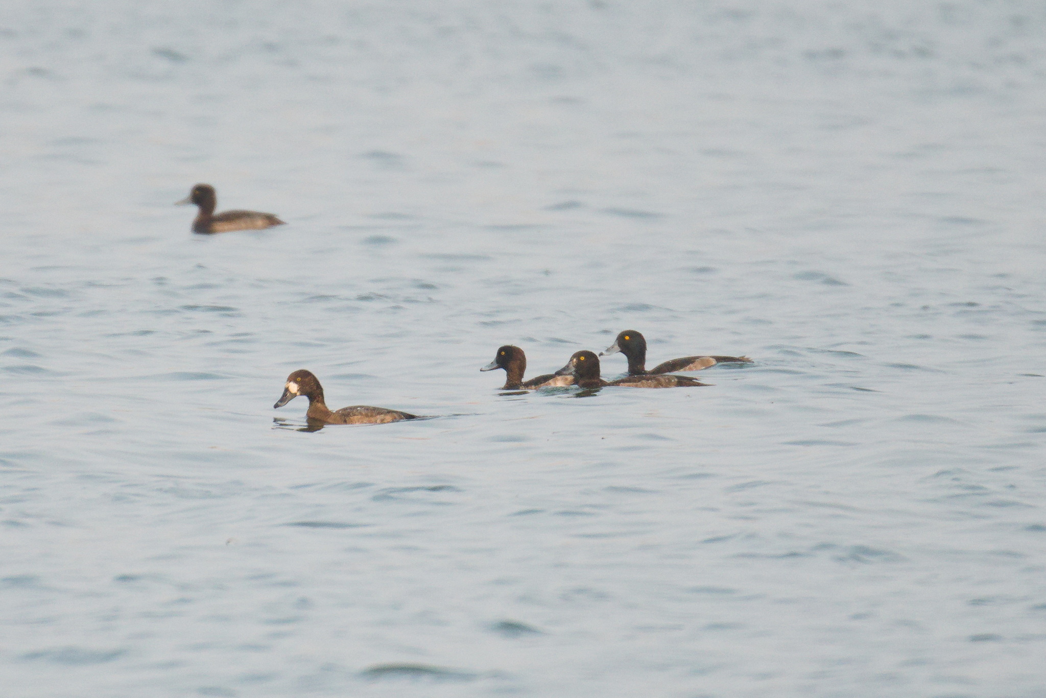 Greater Scaup