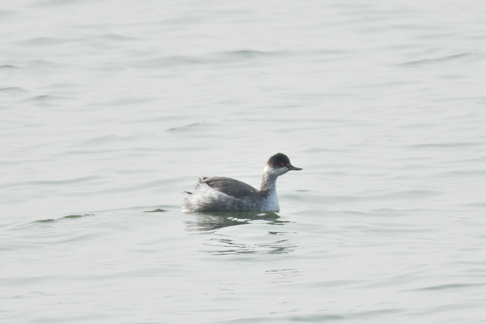 Black-necked Grebe