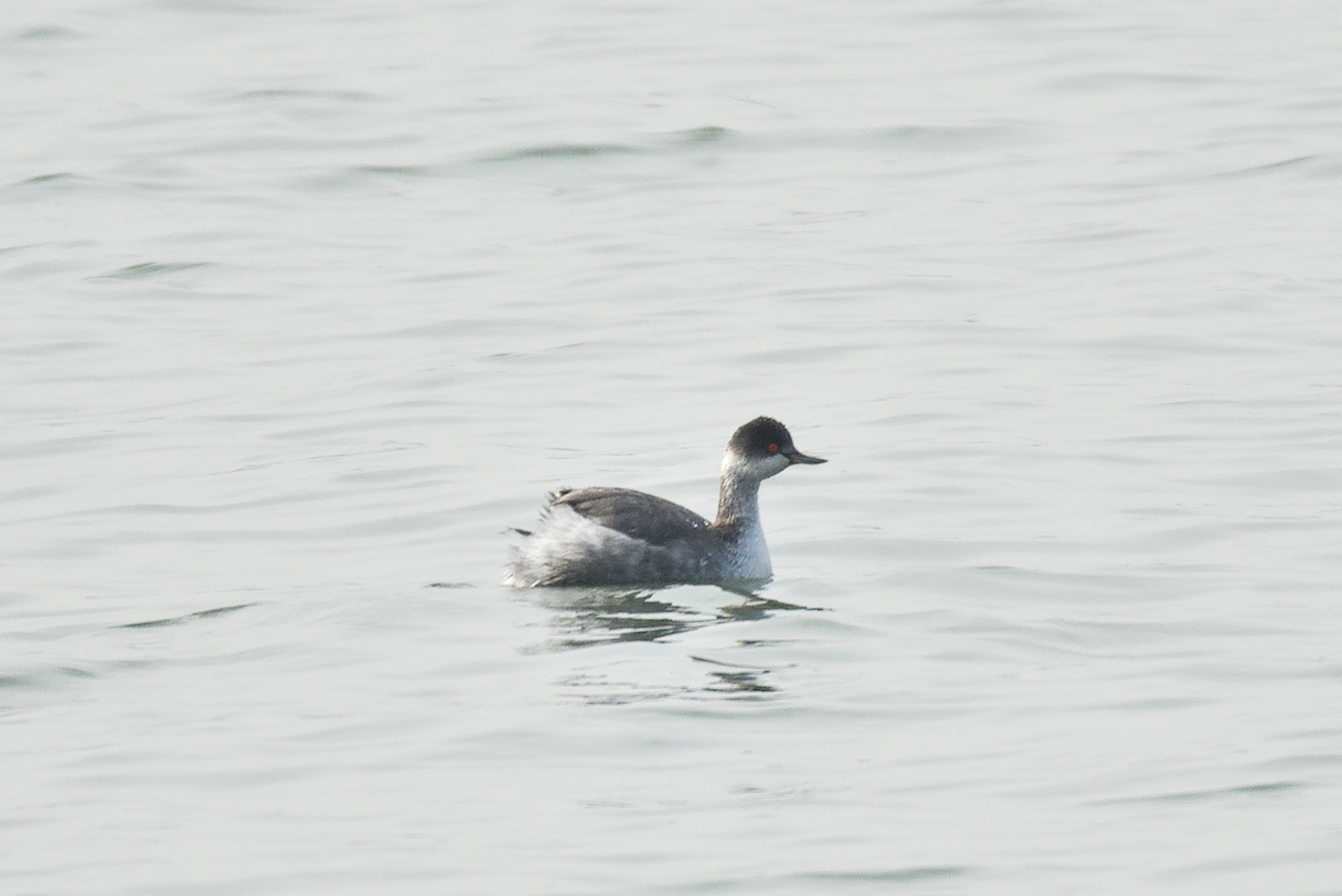Black-necked Grebe