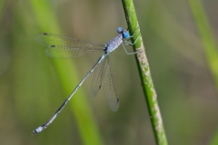 Lestes dissimulans