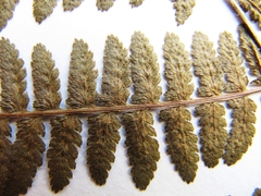 Athyrium sinense