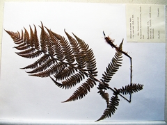 Athyrium sinense