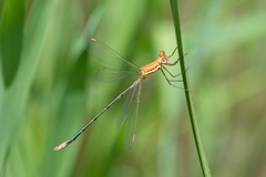 Lestes plagiatus