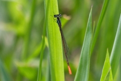 Agriocnemis falcifera