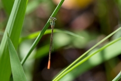 Agriocnemis falcifera