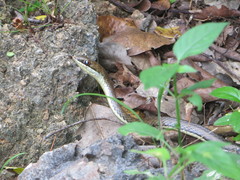 Psammophis orientalis