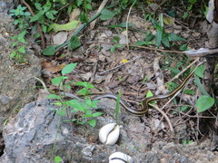 Psammophis orientalis