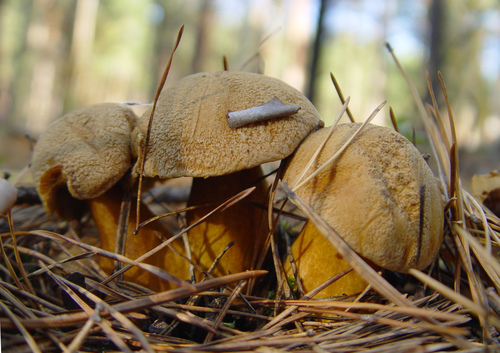Velvet Bolete