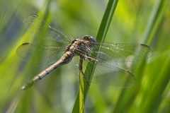 Orthetrum machadoi