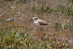 Charadrius marginatus mechowi