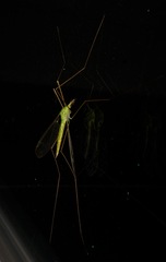 Leptotarsus virescens