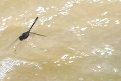 Zygonyx natalensis