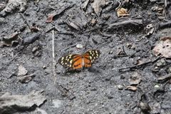 Tithorea harmonia hippothous