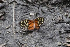 Tithorea harmonia hippothous