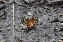Tithorea harmonia hippothous