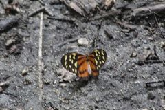 Tithorea harmonia hippothous