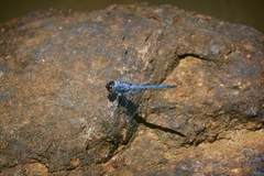 Trithemis donaldsoni
