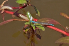 Pseudagrion assegaii