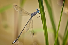 Lestes dissimulans