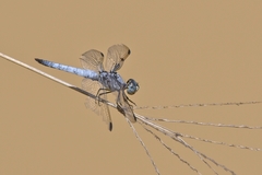 Palpopleura deceptor