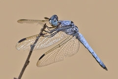 Palpopleura deceptor